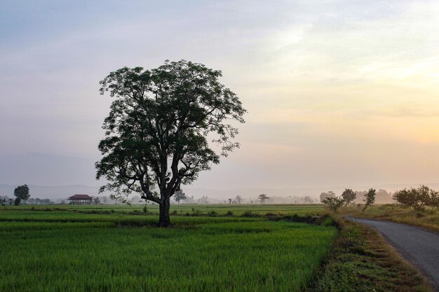 Photo trees growing in paddy fields