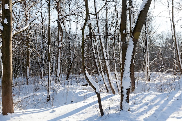 雪と氷に覆われた公園に生えている木々