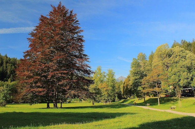 Photo trees growing in park during autumn