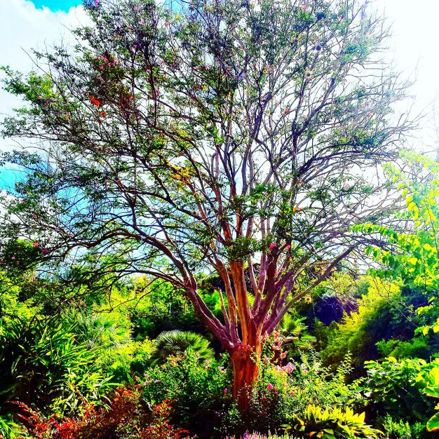 Trees growing in a park