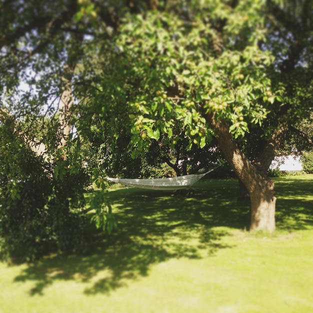 Foto alberi che crescono in un parco