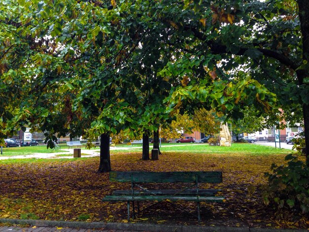 Trees growing in park