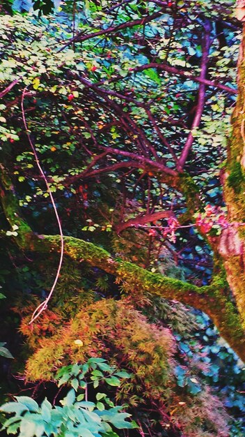 trees growing in a park