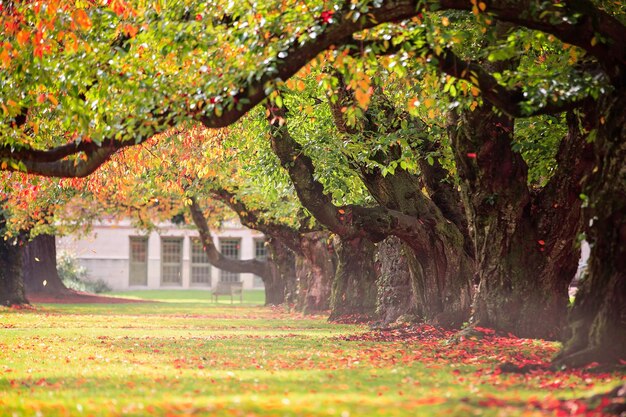 Foto alberi che crescono nel parco