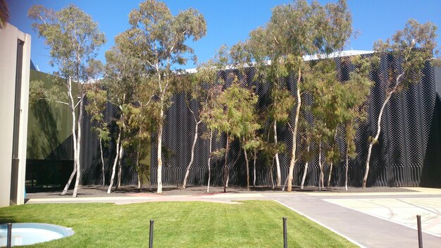 Photo trees growing in park