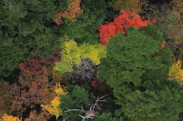 Photo trees growing in a park