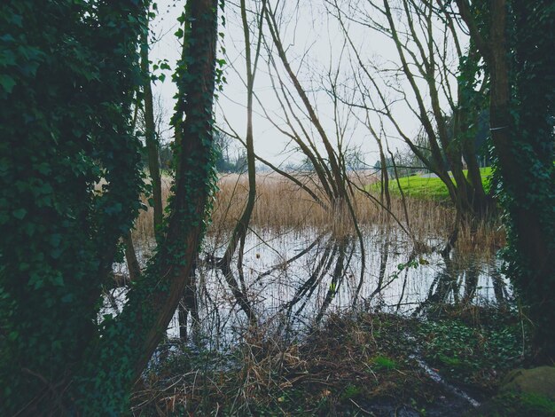 Foto alberi che crescono nel parco