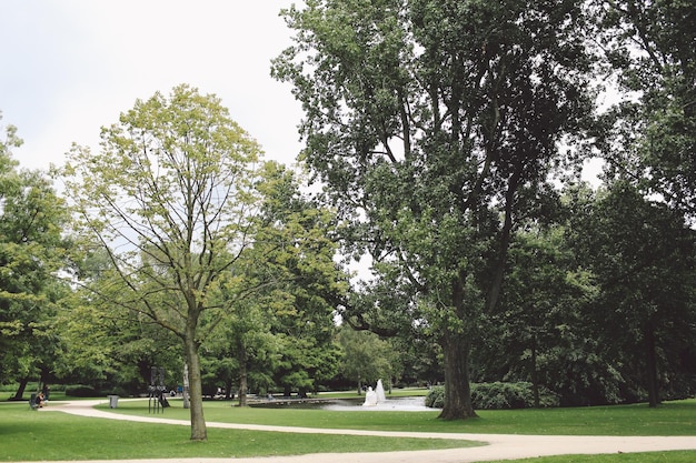 Foto alberi che crescono nel parco