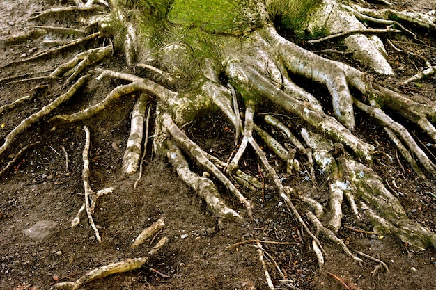 Foto alberi che crescono nel parco