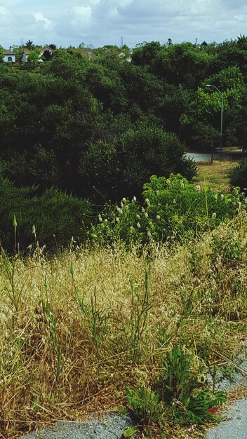 Trees growing in park