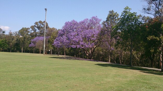 Trees growing in park