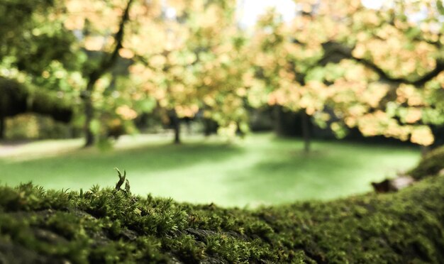 Trees growing in park