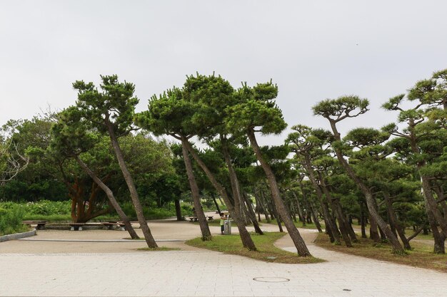 Alberi che crescono nel parco