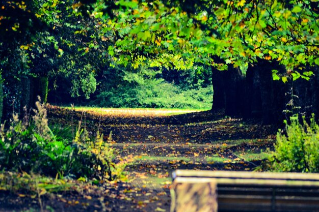 Foto alberi che crescono in un parco