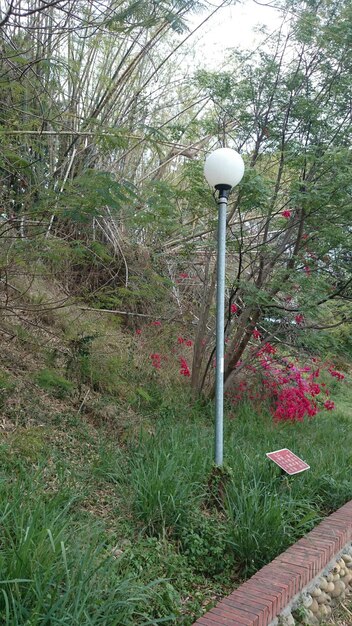 Foto alberi che crescono nel parco