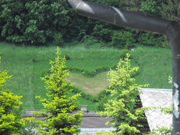 Foto alberi che crescono in un parco