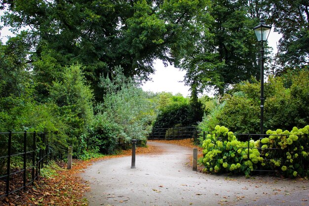 Photo trees growing in park