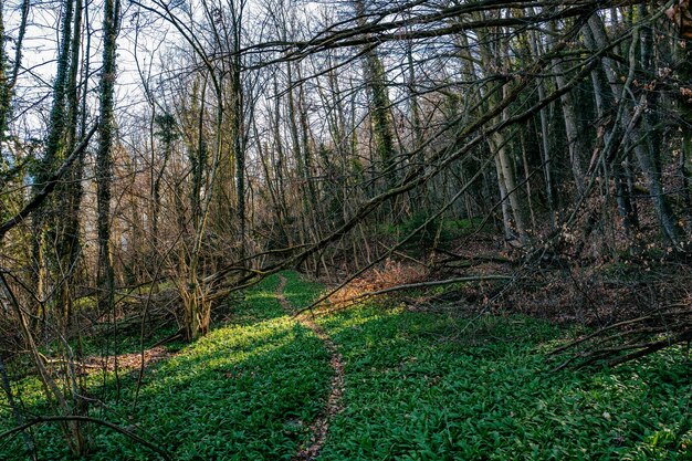 Foto alberi che crescono nel parco