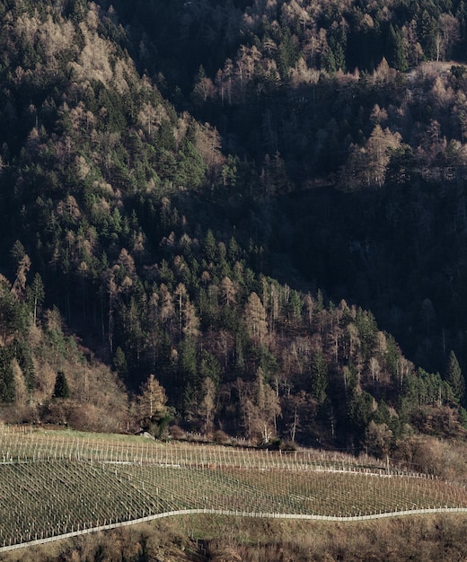 Trees growing in park