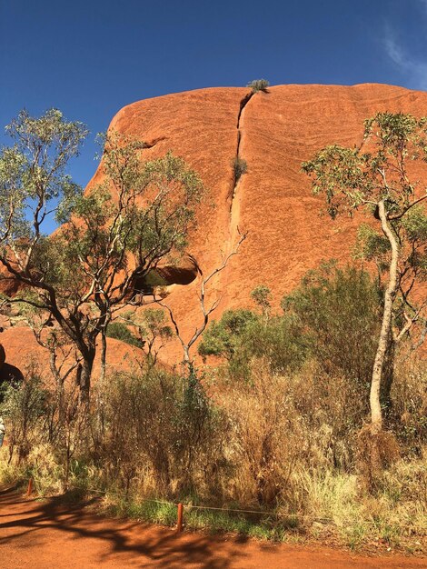 Foto gli alberi che crescono sulla roccia contro il cielo