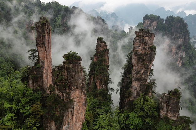 Photo trees growing on rock formations in forest against sky