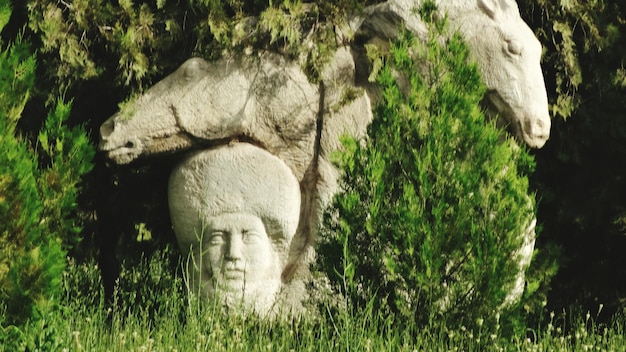 Photo trees growing on rock