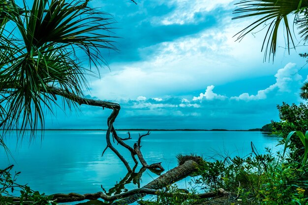 Photo trees growing at sea shore against cloudy sky