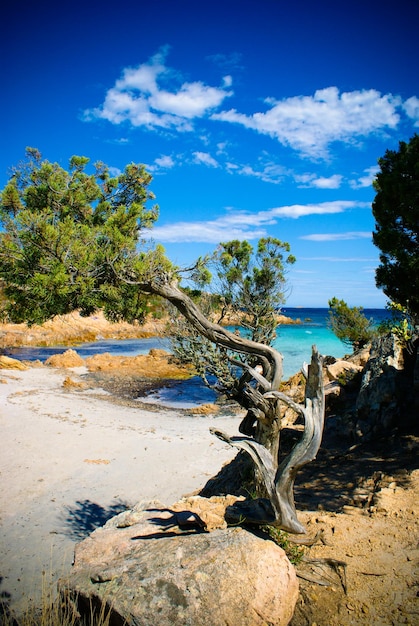 Trees growing at sea shore against sky