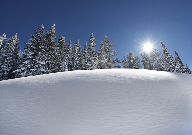 Trees growing on snow covered landscape against sky
