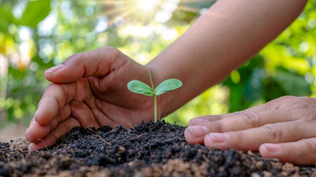 Trees growing in soil and human hands caring for trees Earth day concept and global warming campaign