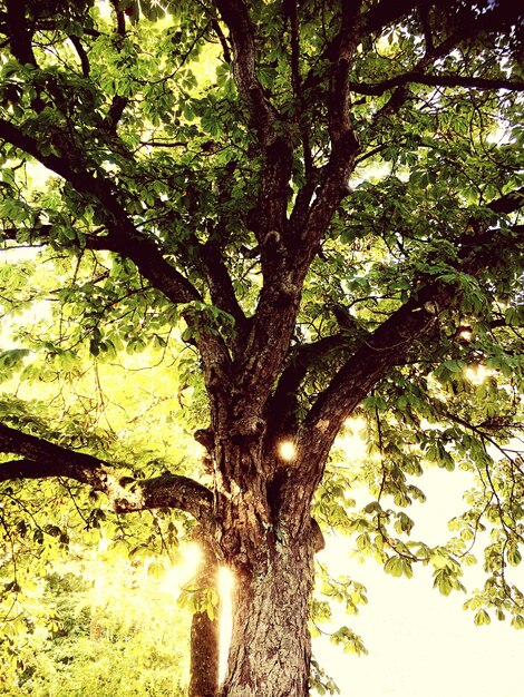 Foto alberi che crescono alla luce del sole