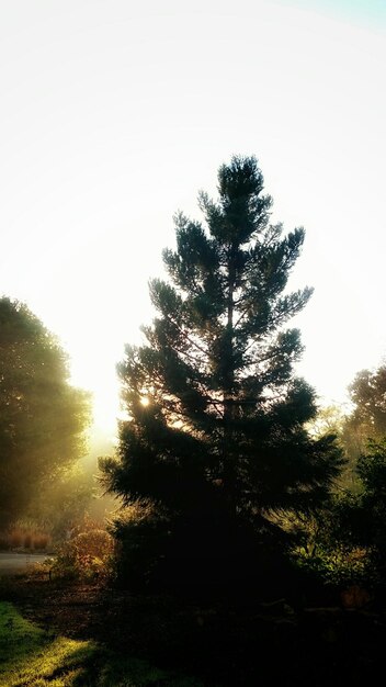 Foto alberi che crescono alla luce del sole