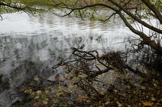 Photo trees growing in water