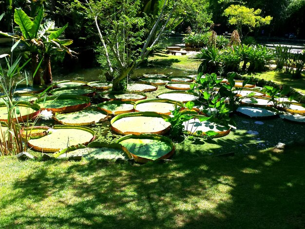 Photo trees growing in water