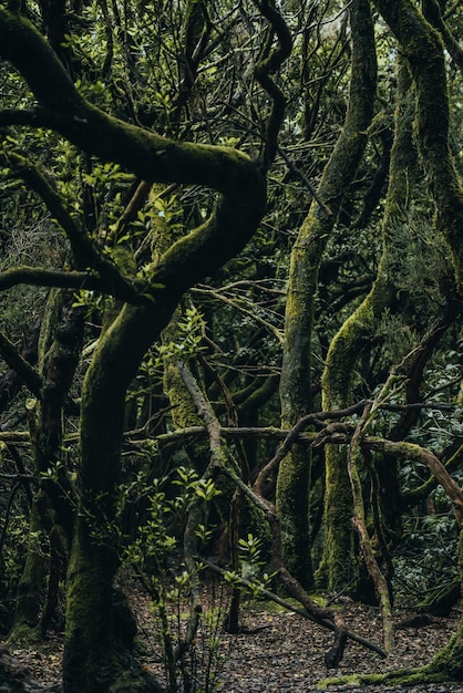 Photo trees growing in wild forest photo