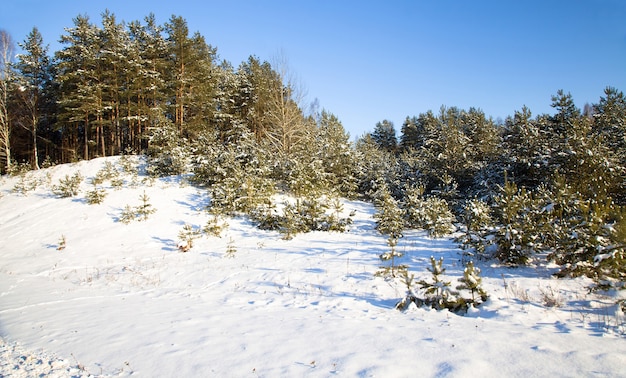 The trees growing in the wood in a winter season