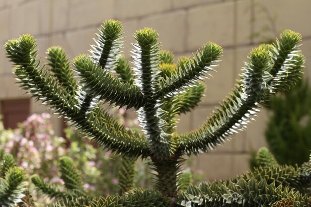 Foto alberi che crescono in cortile