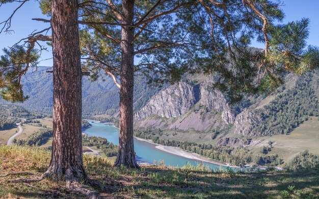 Trees on a high bank above the river travel in the mountains