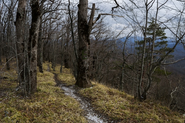 Photo trees high in winter mountains without leaves