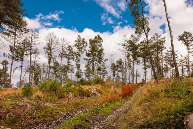 Trees on hill against sky