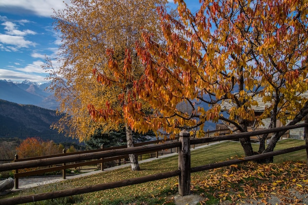 Foto alberi sulla collina in autunno