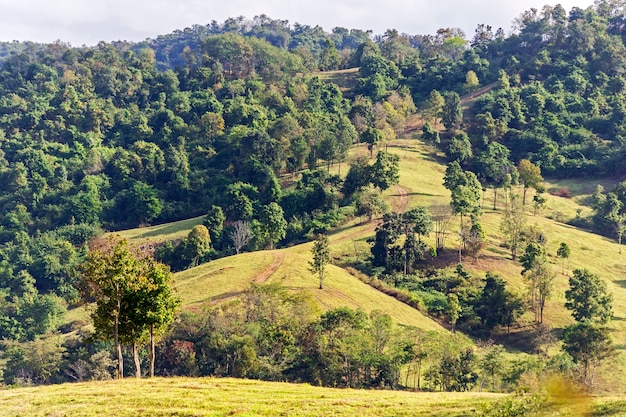 Trees on the hill with blurred forest.