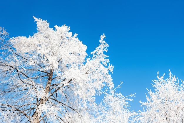 Trees in hoarfrost against the blue sky. Beautiful winter landscape.