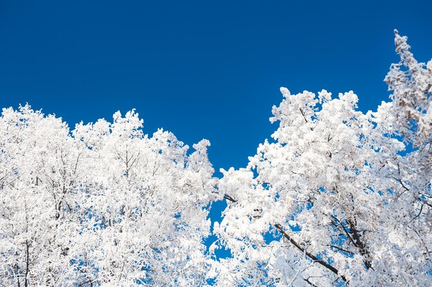 Trees in hoarfrost against the blue sky. Beautiful winter nature