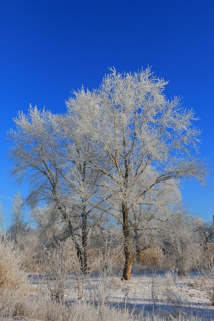 Trees in hoarfrost in winter