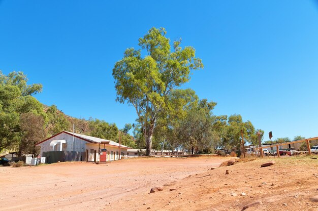 Trees and houses on field against clear blue sky