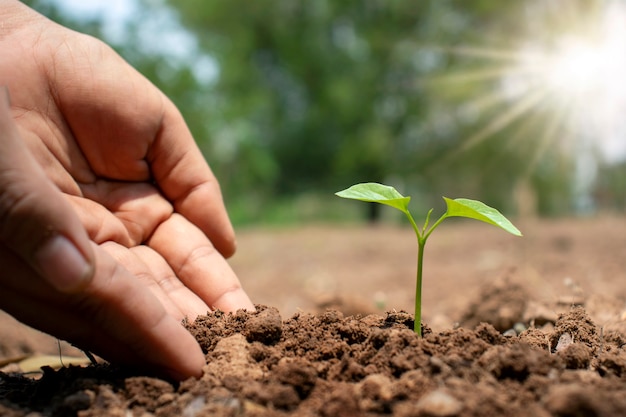 植林と環境保護の土壌概念で木と人間の手が木を植えます。