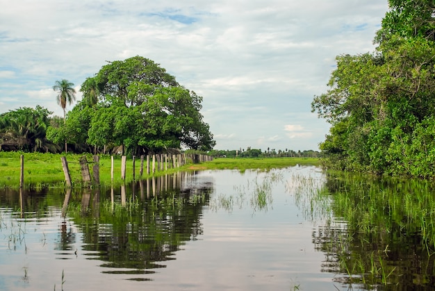 Mato Grosso Pocone Mato Grosso Brazil의 Pantanal에서 장마철 습지의 나무들