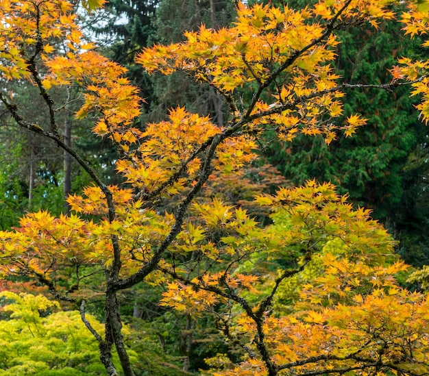 写真 秋の木々