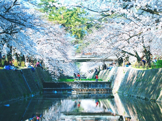 写真 運河の上にく木々